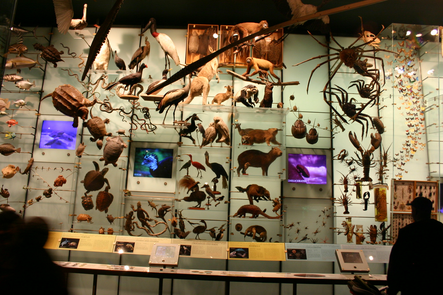 hall of biodiversity - american museum of natural history