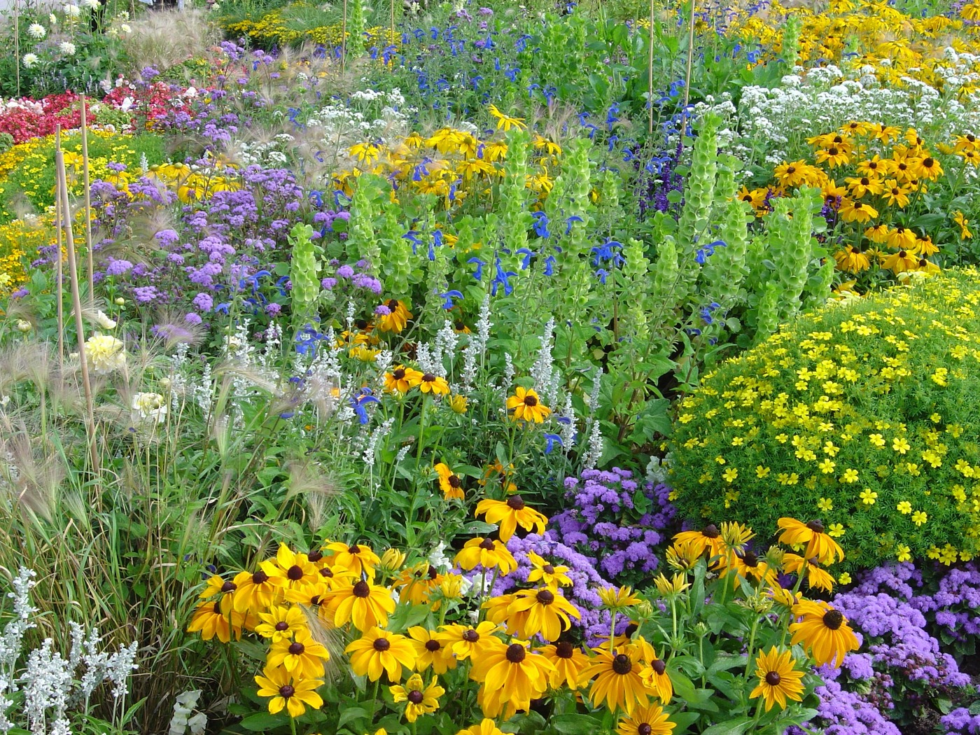 beautiful plant meadow