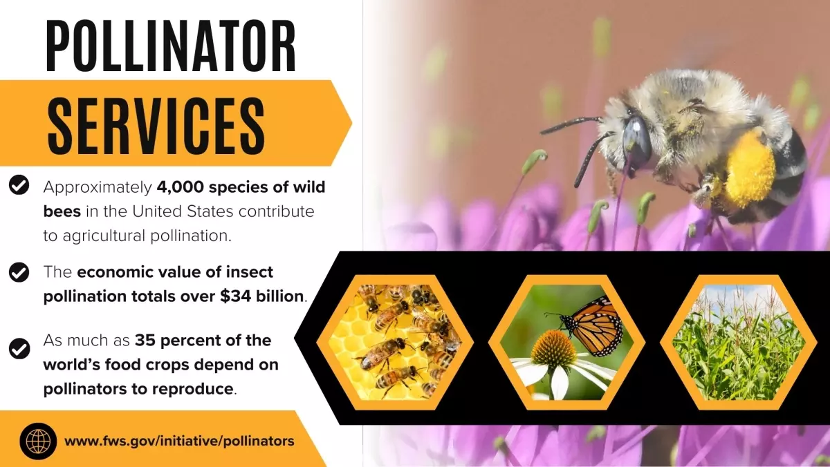 pollinator economic value